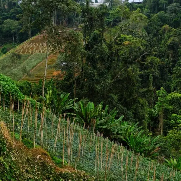 Agriculture land in Cameron Highlands, Pahang, Malaysia.