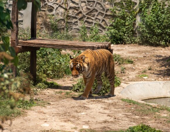 Wildlife and Heritage Expedition: Exploring the Heart of Bengal - India