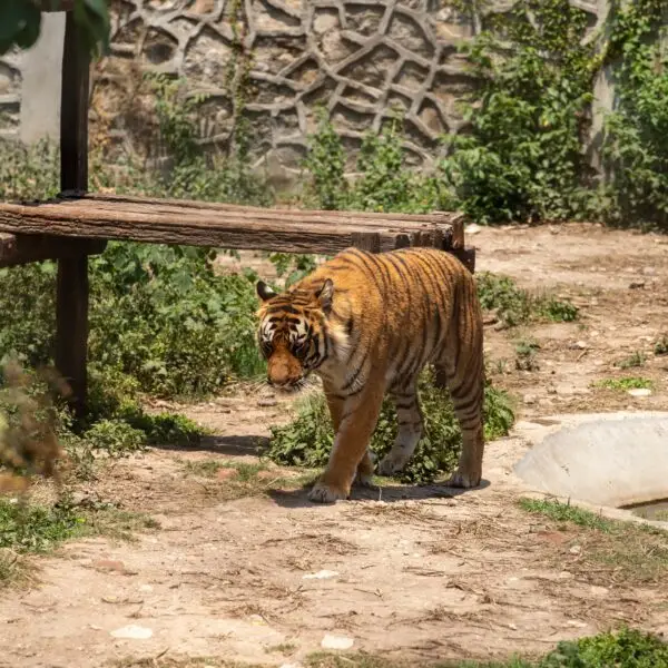 Wildlife and Heritage Expedition: Exploring the Heart of Bengal - India