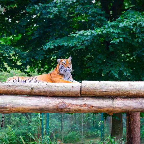 bengal tiger laying down in trees