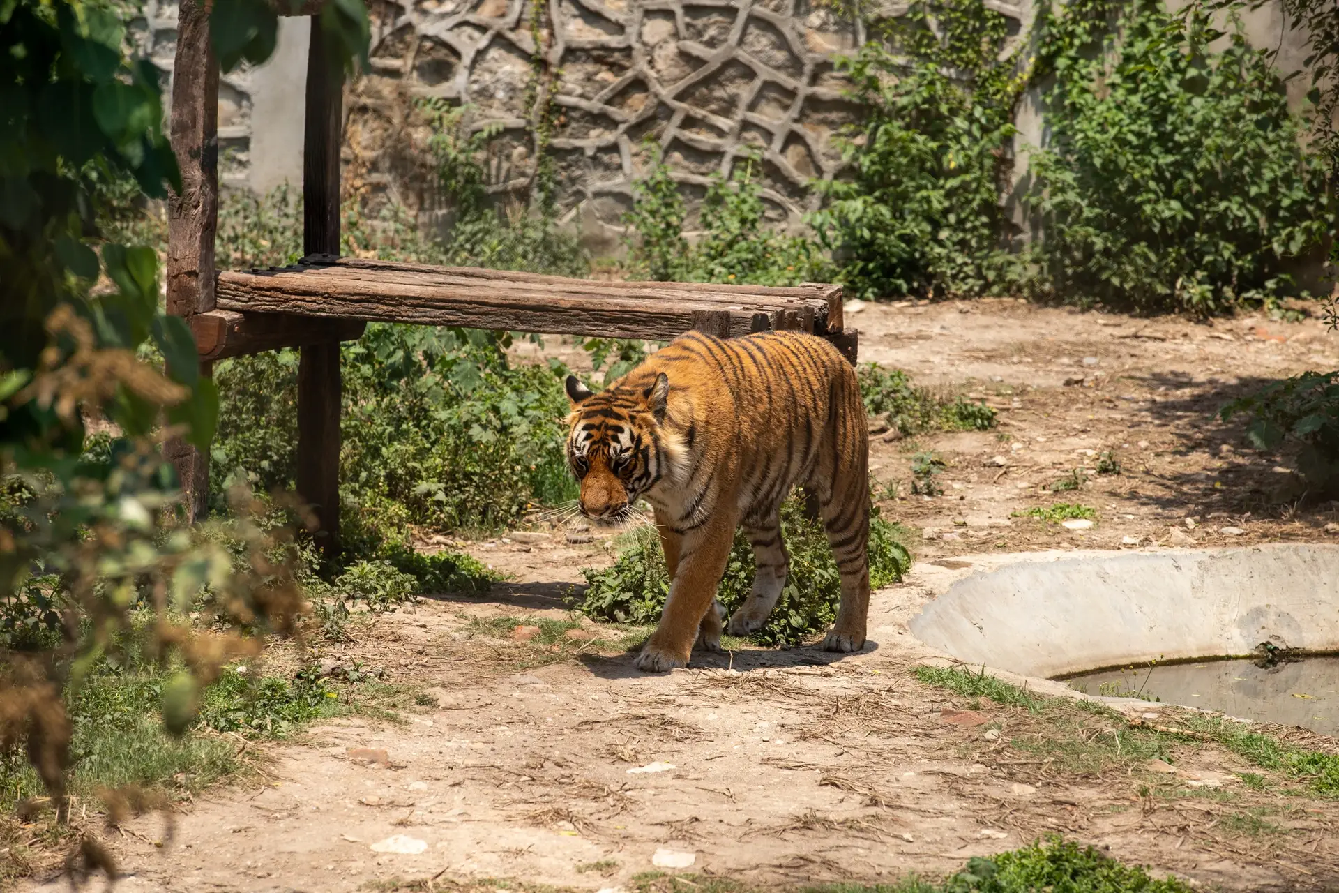 Wildlife and Heritage Expedition: Exploring the Heart of Bengal - India