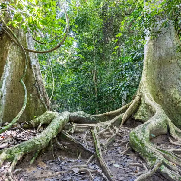 Big trunk tualang tree with huge roots at Taman Negara National Park, Pahang