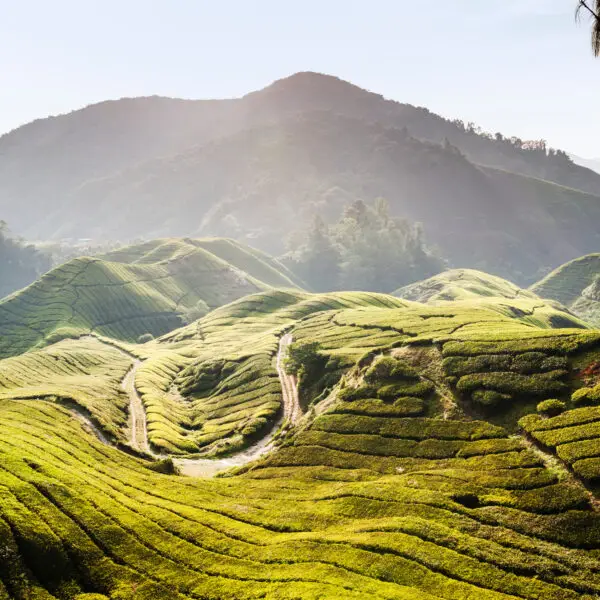 Cameron Highlands, Pahang, Malaysia