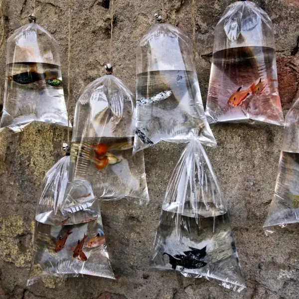 Colorful fish for sale hanging in plastic bags of water at a market in Kolkata.