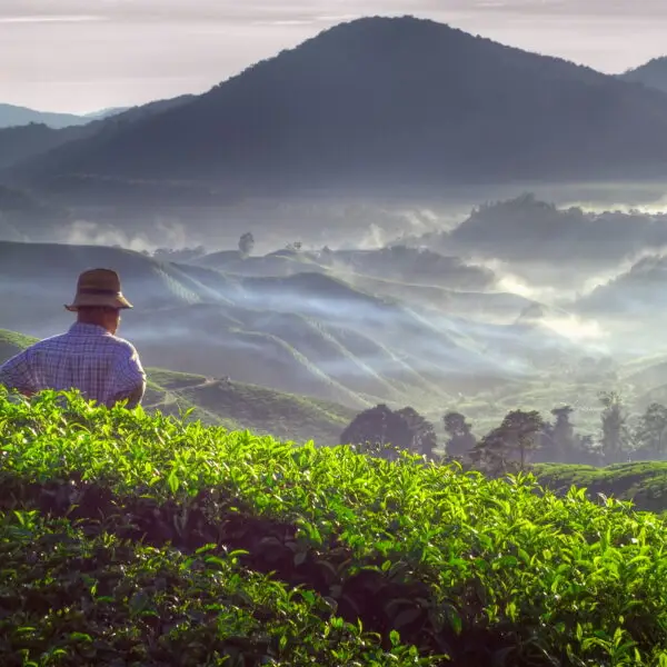 Farmer at tea plantation in Malaysia