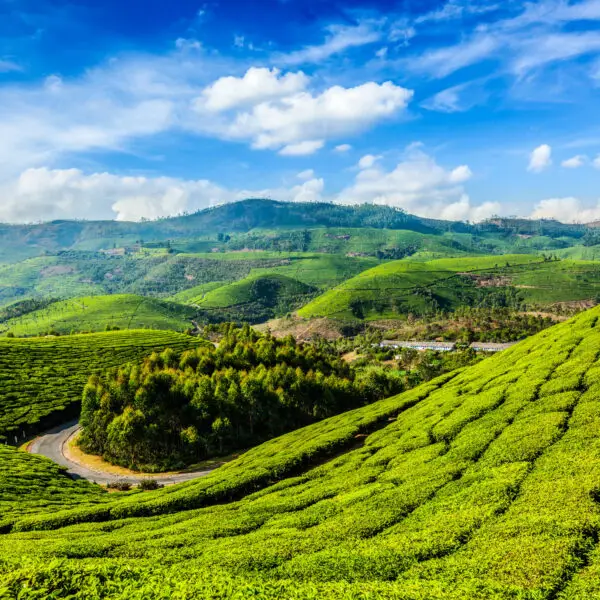 Green tea plantations in Munnar, Kerala, India