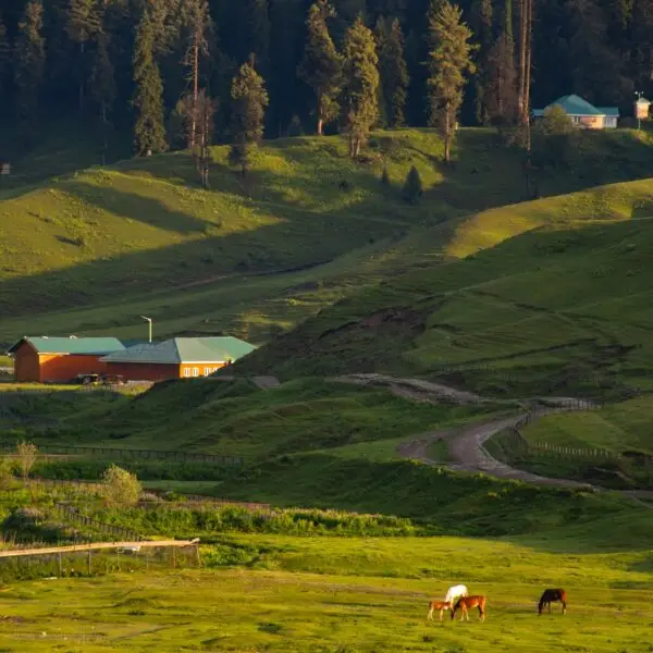 Gulmarg, known as Gulmarag in Kashmiri, is a town.