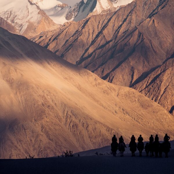 Silhouette image of camels caravan in the Hunder desert , Nubra valley ,India