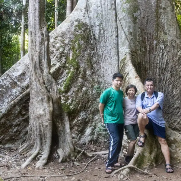 Tourists posing with big trunk tualang tree with huge roots at Taman Negara National Park, Pahang