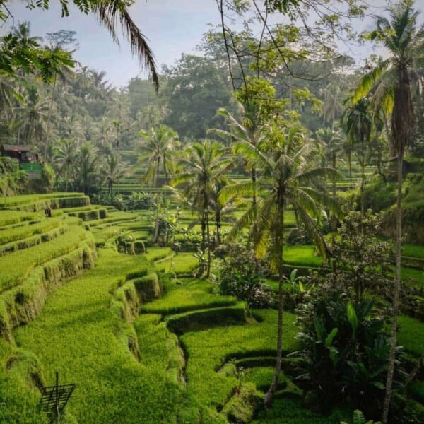 Tegalalang Rice Terraces, Bali
