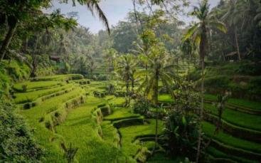 Bali Scenic - Indonesia