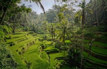 Tegalalang Rice Terraces in the morning, Bali